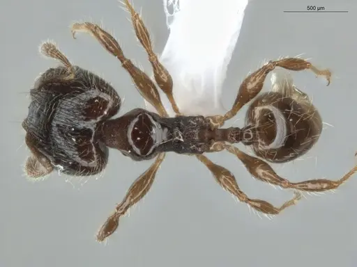 Pheidole pariana specimen ECOFOG-MI15-0361-12-S image ecofog-mi15-0361-12-s_1