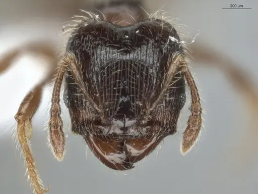 Pheidole pariana specimen ECOFOG-MI15-0361-12-S image ecofog-mi15-0361-12-s_2