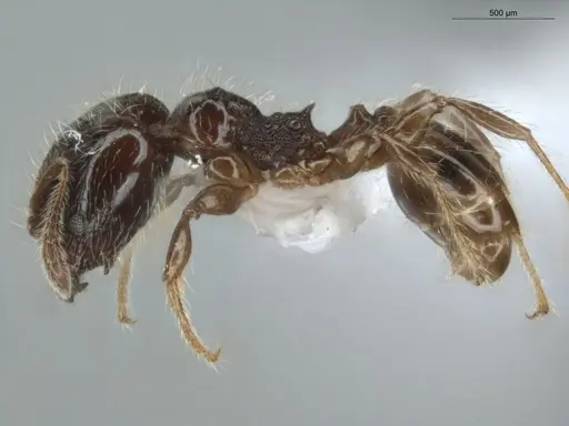 Pheidole pariana specimen ECOFOG-MI15-0361-12-S image ecofog-mi15-0361-12-s_3