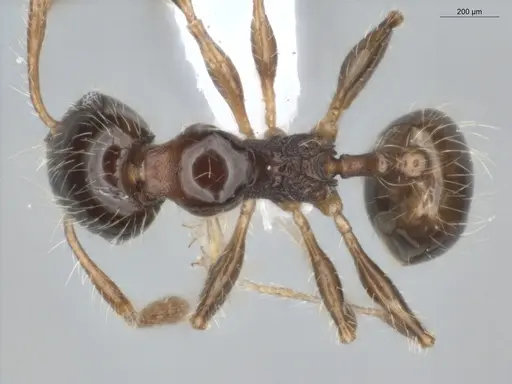 Pheidole pariana specimen ECOFOG-MI15-0401-06 image ecofog-mi15-0401-06_1