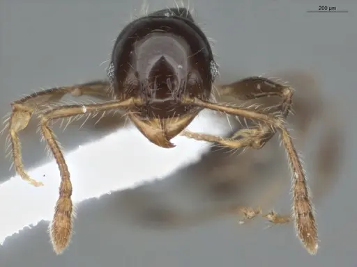 Pheidole pariana specimen ECOFOG-MI15-0401-06 image ecofog-mi15-0401-06_2