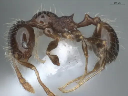 Pheidole pariana specimen ECOFOG-MI15-0401-06 image ecofog-mi15-0401-06_3