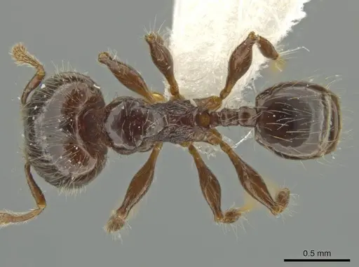 Pheidole pariana specimen JTLC000016481 image jtlc000016481_1