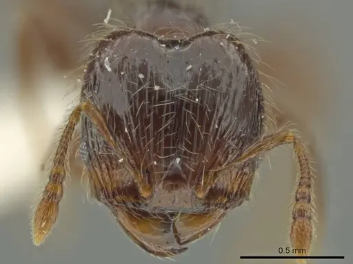 Pheidole pariana specimen JTLC000016481 image jtlc000016481_2