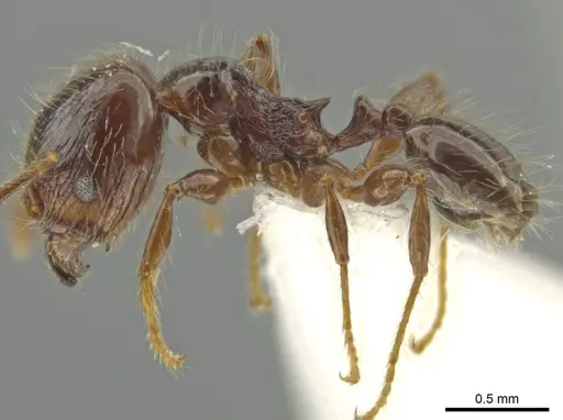 Pheidole pariana specimen JTLC000016481 image jtlc000016481_3
