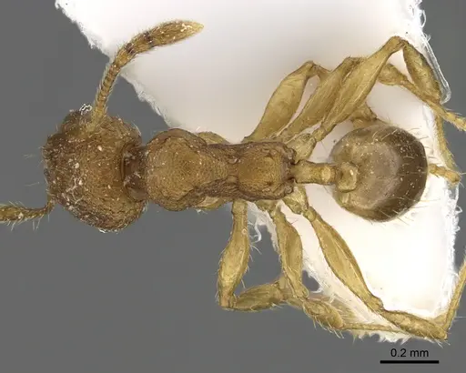 Pheidole parva specimen ANTWEB1041898 image antweb1041898_1