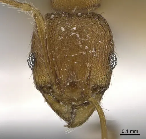 Pheidole parva specimen ANTWEB1041898 image antweb1041898_2