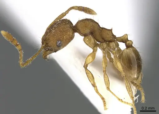 Pheidole parva specimen ANTWEB1041898 image antweb1041898_3