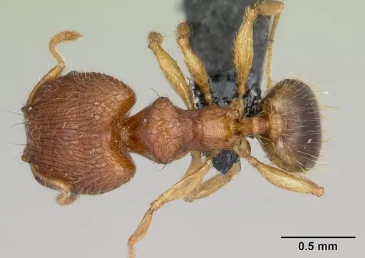 Pheidole parva specimen CASENT0055997 image casent0055997_1