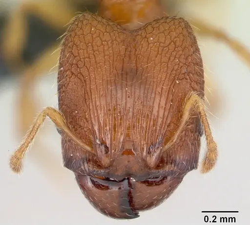 Pheidole parva specimen CASENT0055997 image casent0055997_2