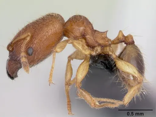 Pheidole parva specimen CASENT0055997 image casent0055997_3