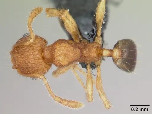 Pheidole parva specimen CASENT0055998 image casent0055998_1