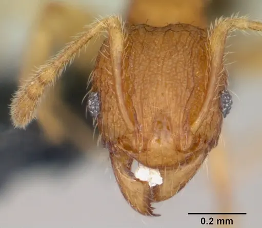 Pheidole parva specimen CASENT0055998 image casent0055998_2