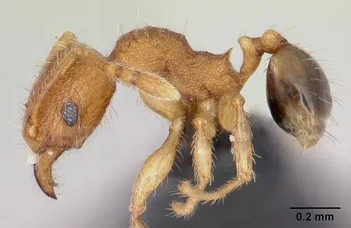 Pheidole parva specimen CASENT0055998 image casent0055998_3