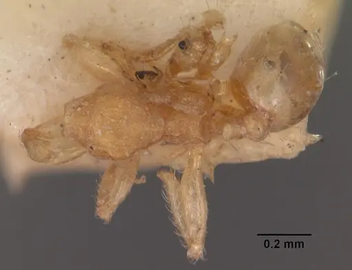 Pheidole parva specimen CASENT0102292 image casent0102292_1