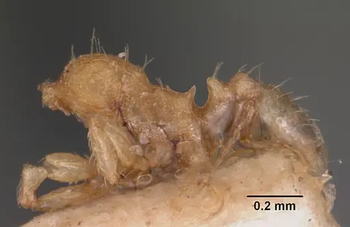 Pheidole parva specimen CASENT0102292 image casent0102292_3