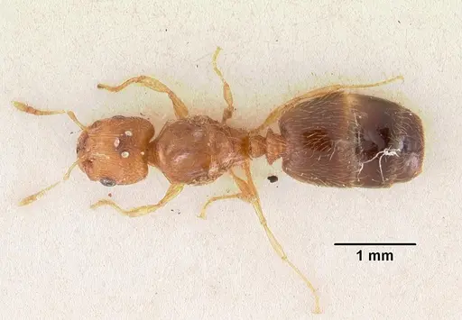 Pheidole parva specimen CASENT0102293 image casent0102293_1