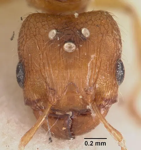 Pheidole parva specimen CASENT0102293 image casent0102293_2