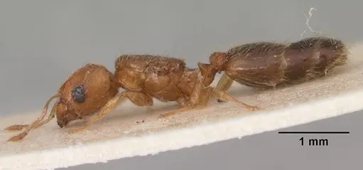 Pheidole parva specimen CASENT0102293 image casent0102293_3