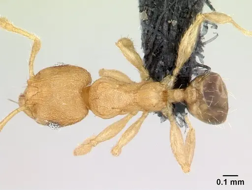 Pheidole parva specimen CASENT0133503 image casent0133503_1