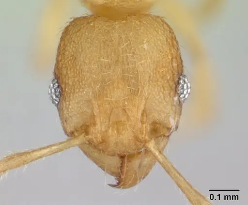Pheidole parva specimen CASENT0133503 image casent0133503_2