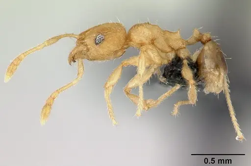 Pheidole parva specimen CASENT0133503 image casent0133503_3