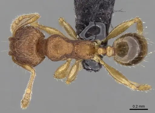 Pheidole parva specimen CASENT0160279 image casent0160279_1