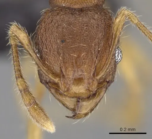 Pheidole parva specimen CASENT0160279 image casent0160279_2