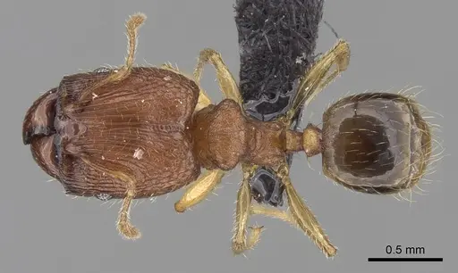 Pheidole parva specimen CASENT0160280 image casent0160280_1
