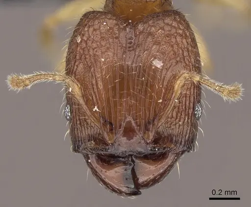 Pheidole parva specimen CASENT0160280 image casent0160280_2