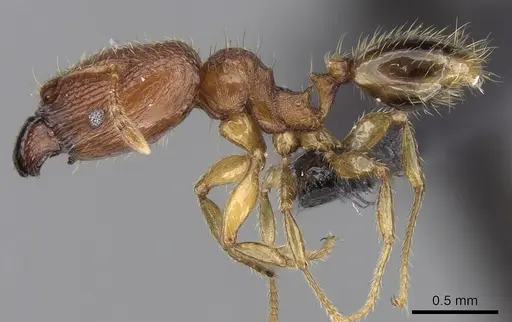 Pheidole parva specimen CASENT0160280 image casent0160280_3