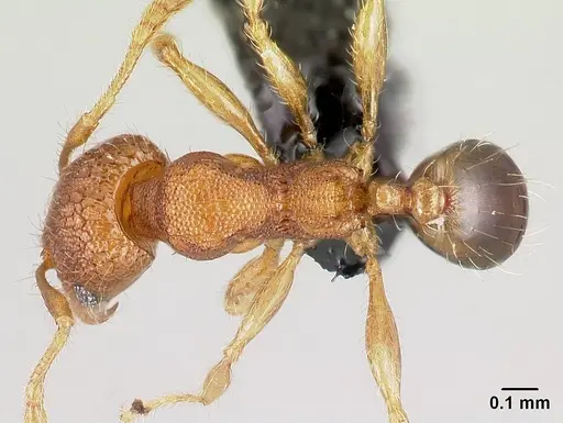 Pheidole parva specimen CASENT0160528 image casent0160528_1