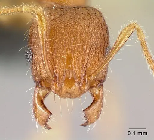 Pheidole parva specimen CASENT0160528 image casent0160528_2