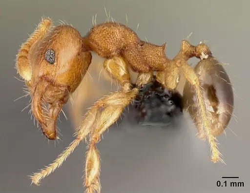 Pheidole parva specimen CASENT0160528 image casent0160528_3