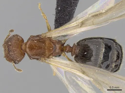Pheidole parva specimen CASENT0160637 image casent0160637_1