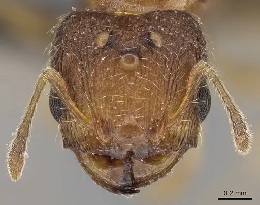 Pheidole parva specimen CASENT0160637 image casent0160637_2