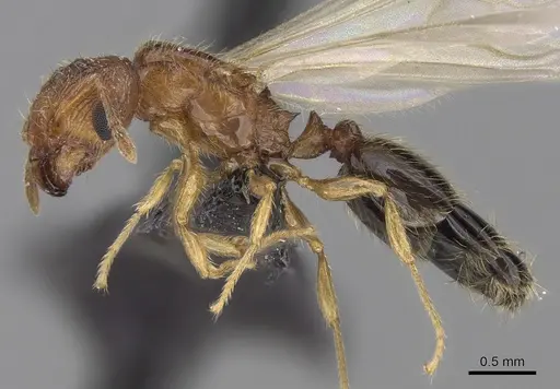 Pheidole parva specimen CASENT0160637 image casent0160637_3