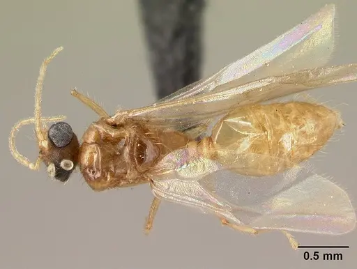 Pheidole parva specimen CASENT0160641 image casent0160641_1