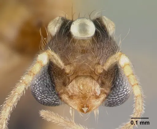Pheidole parva specimen CASENT0160641 image casent0160641_2