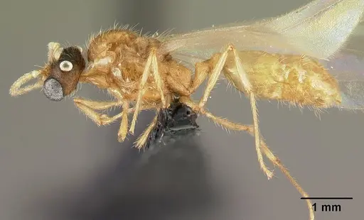 Pheidole parva specimen CASENT0160641 image casent0160641_3