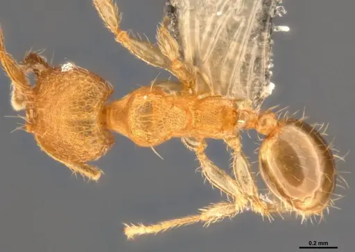 Pheidole parva specimen CASENT0199390 image casent0199390_1