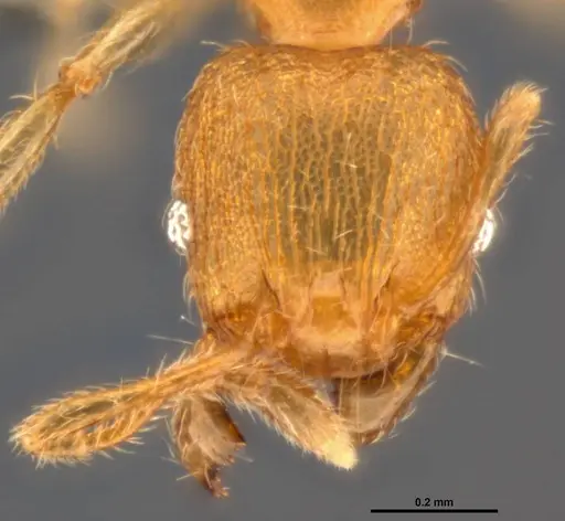 Pheidole parva specimen CASENT0199390 image casent0199390_2