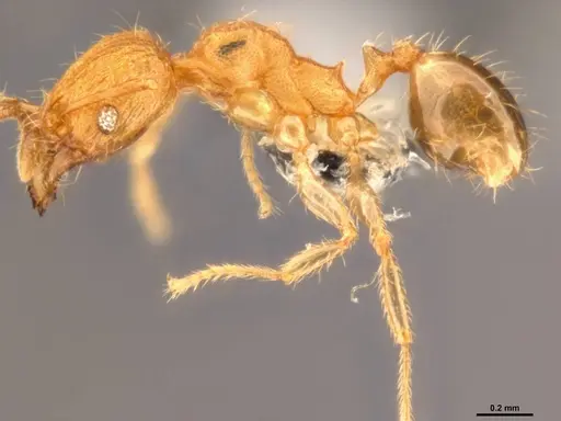 Pheidole parva specimen CASENT0199390 image casent0199390_3