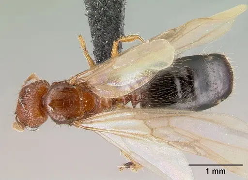 Pheidole parva specimen CASENT0217236 image casent0217236_1