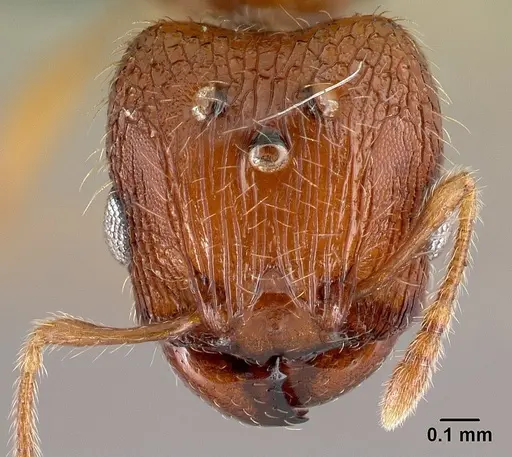 Pheidole parva specimen CASENT0217236 image casent0217236_2