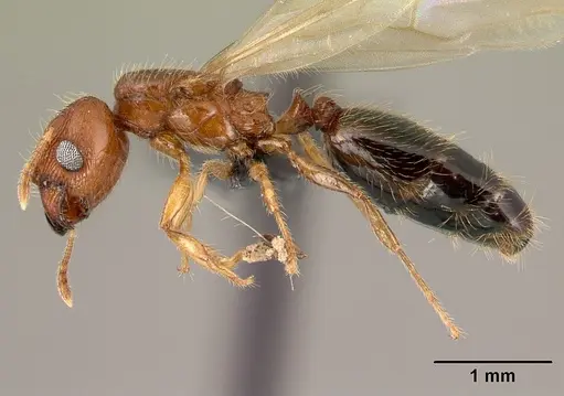 Pheidole parva specimen CASENT0217236 image casent0217236_3