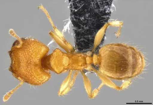 Pheidole parva specimen CASENT0219402 image casent0219402_1
