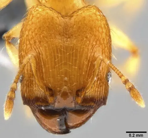 Pheidole parva specimen CASENT0219402 image casent0219402_2