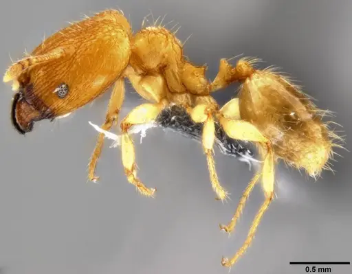 Pheidole parva specimen CASENT0219402 image casent0219402_3