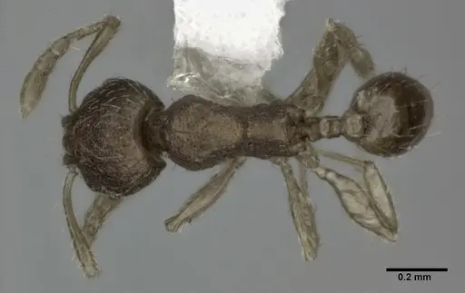 Pheidole parva specimen CASENT0246110 image casent0246110_1